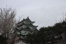 名古屋城と桜の画像010