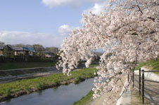 鴨川の桜の画像002