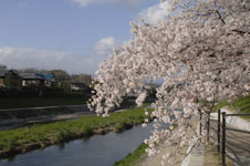 鴨川の桜の画像003
