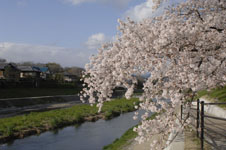 鴨川の桜の画像004