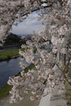 鴨川の桜の画像006