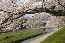 鴨川の桜の画像007