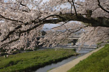 鴨川の桜の画像010