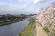 鴨川の桜の画像013