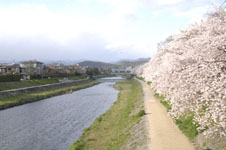 鴨川の桜の画像015