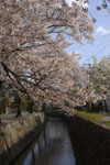 哲学の道の桜の画像004