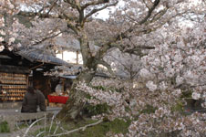 哲学の道のお茶屋さんと桜の画像002