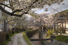 哲学の道の桜の画像005