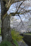 哲学の道の桜の画像010