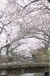 哲学の道の桜の画像013