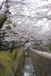 哲学の道の桜の画像014