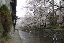 木屋町通り高瀬川の桜の画像004