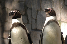 江戸川区自然動物園のペンギンの画像004