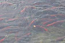 アダムズ川のピンクサーモンのサーモン・ランの画像004