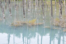 北海道の池の画像001