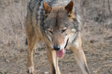 多摩動物公園のオオカミの画像026