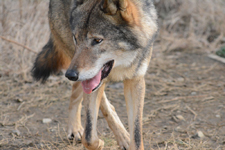 多摩動物公園のオオカミの画像028