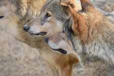 多摩動物公園のオオカミの画像031