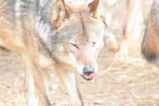 多摩動物公園のオオカミの画像058