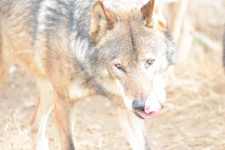 多摩動物公園のオオカミの画像059