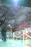 千鳥ヶ淵の満開の夜桜の画像008