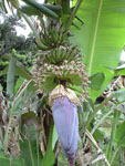 沖縄のバナナの花の画像001