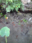 沖縄の池の画像004