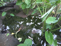 沖縄の池の画像001