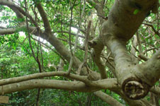 ガジュマルの木の画像012