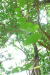 ガジュマルの木に絡むツタの画像001