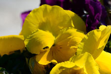 黄色いパンジーの花の画像001