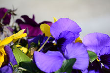 紫色のパンジーの花の画像001