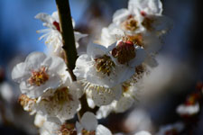 白梅の花の画像005