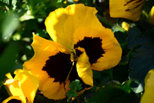 黄色いパンジーの花の画像002