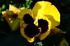 黄色いパンジーの花の画像003
