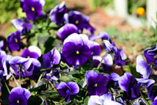 紫色のパンジーの花の画像003