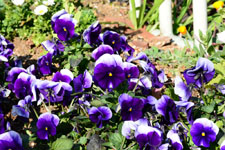 紫色のパンジーの花の画像004