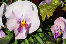 紫色のパンジーの花の画像005