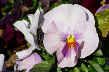 紫色のパンジーの花の画像006