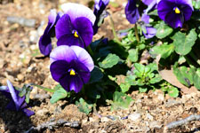 紫色のパンジーの花の画像008