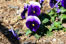 紫色のパンジーの花の画像009