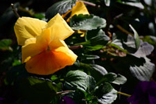 オレンジ色のパンジーの花の画像001