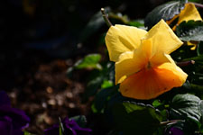 オレンジ色のパンジーの花の画像002