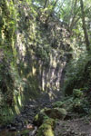 高知県の苔の画像002