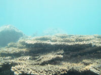 高知県の珊瑚礁の画像001