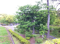 箱根の木の画像001