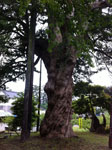箱根の木の画像002